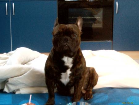 voici le pitt bull du japon de ma soeur lol, vox en plein s�ance photo