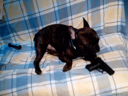 vox le chien tueur � gage